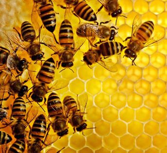 Bišu produkti pret prostatas iekaisumu
