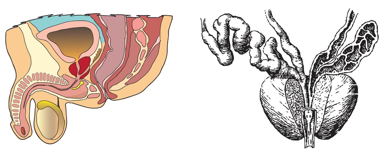 Prostatas anatomija